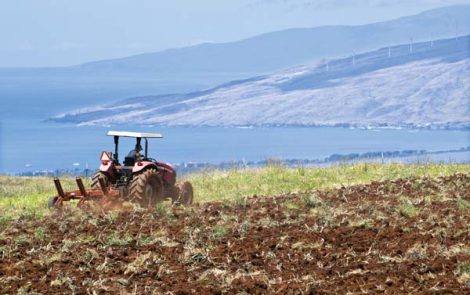 Wanted: Agricultural director rooted in culture and land